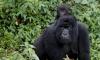 3 day gorilla tracking bwindi Uganda