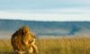 4-Day Join Group Tarangire Serengeti and Ngorongoro $760 per person per tour
